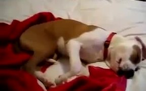 Giggling Dog Sleeping - Animals - VIDEOTIME.COM