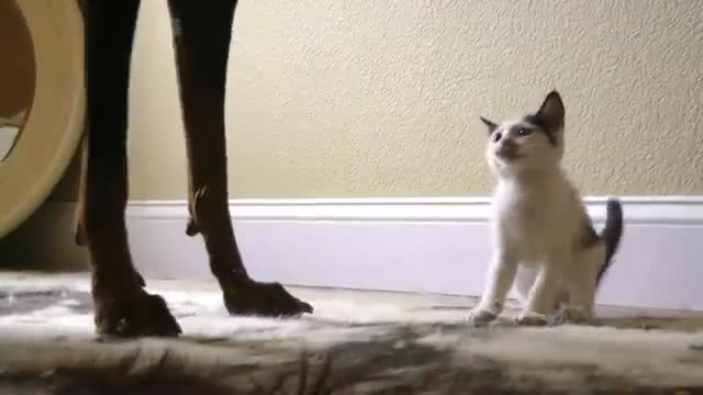 Kitten Vs Doberman - Animals - Videotime.com