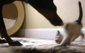 Kitten Vs Doberman - Animals - VIDEOTIME.COM
