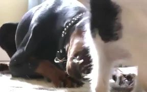 Kitten Vs Doberman - Animals - VIDEOTIME.COM