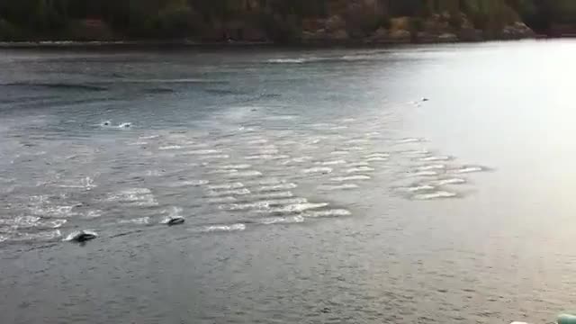 Dolphins Running - Animals - Videotime.com