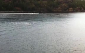 Dolphins Running - Animals - VIDEOTIME.COM