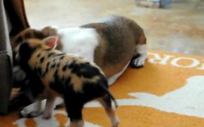 Dog And Pig Playing - Animals - VIDEOTIME.COM