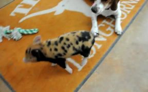 Dog And Pig Playing - Animals - VIDEOTIME.COM