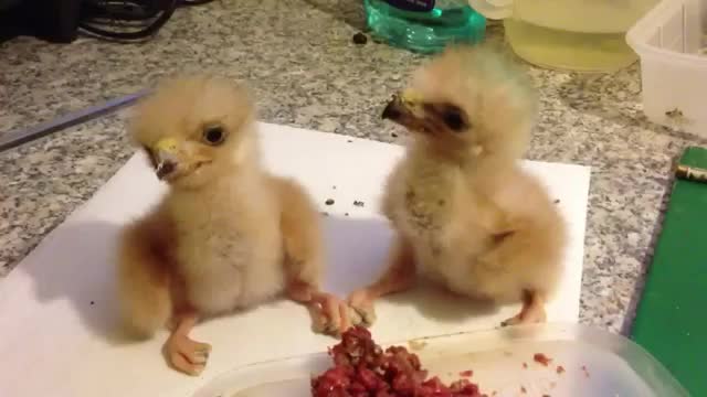 Baby Hawks Fighting - Animals - Videotime.com