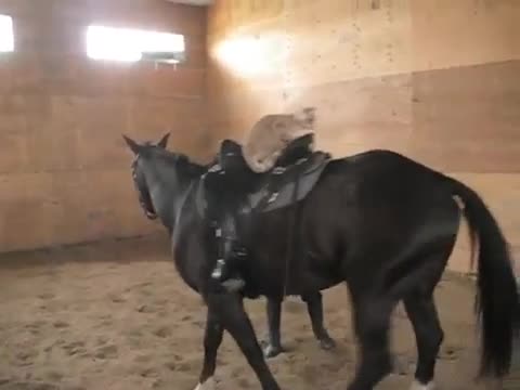 The Cowboy Cat - Animals - Videotime.com