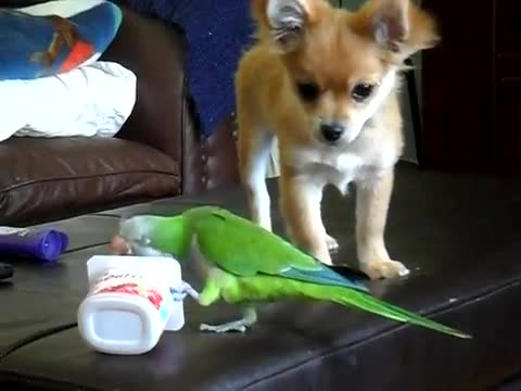 Puppy Vs Parrot - Animals - Videotime.com