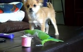 Puppy Vs Parrot - Animals - VIDEOTIME.COM