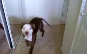 Pitbull Hates Baths - Animals - VIDEOTIME.COM