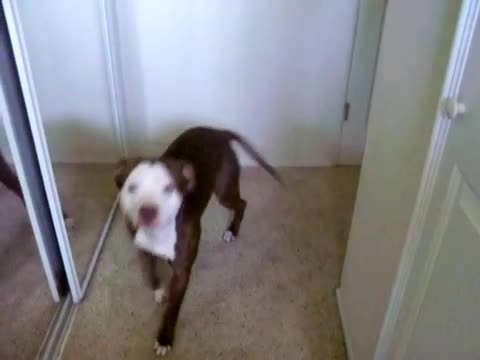 Pitbull Hates Baths - Animals - Videotime.com