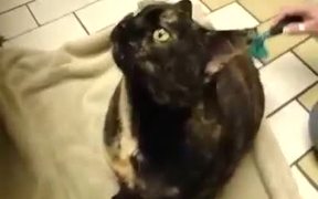 Posessed Evil Cat - Animals - VIDEOTIME.COM