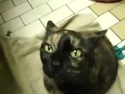 Posessed Evil Cat