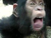 Monkey Licking Windows