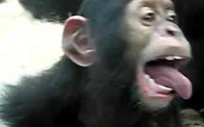 Monkey Licking Windows - Animals - VIDEOTIME.COM