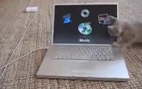 Kitten Vs Computer Screen - Animals - VIDEOTIME.COM