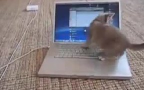 Kitten Vs Computer Screen