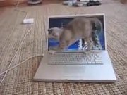 Kitten Vs Computer Screen