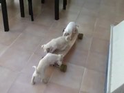 Puppies Skateboarding