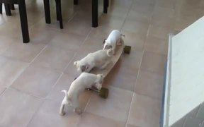Puppies Skateboarding - Animals - VIDEOTIME.COM