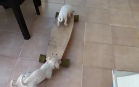Puppies Skateboarding - Animals - VIDEOTIME.COM