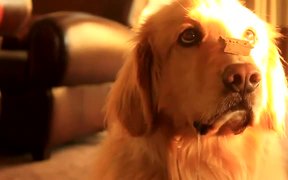 Drooling Dog Wants A Snack - Animals - VIDEOTIME.COM