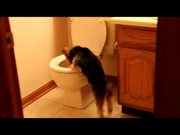 This Dog Hates Toilets