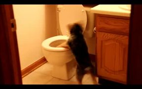 This Dog Hates Toilets - Animals - VIDEOTIME.COM