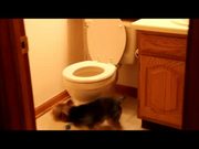 This Dog Hates Toilets