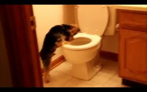 This Dog Hates Toilets - Animals - VIDEOTIME.COM