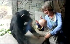 Chimp Hates Baby - Animals - VIDEOTIME.COM