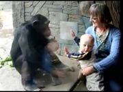 Chimp Hates Baby