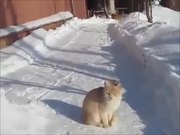 Cat Snow Ninja