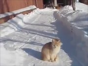 Cat Snow Ninja