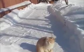 Cat Snow Ninja - Animals - VIDEOTIME.COM