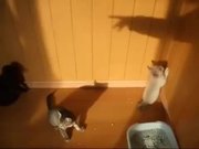 Kittens Vs Shadow