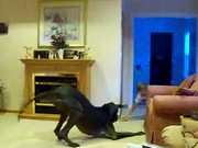Giant Dog Playing