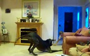 Giant Dog Playing - Animals - VIDEOTIME.COM