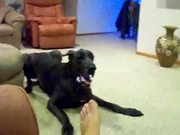 Giant Dog Playing