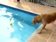 Dog Versus Pool