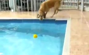 Dog Versus Pool - Animals - VIDEOTIME.COM