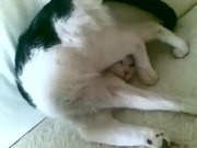 Ultra Passive Cat