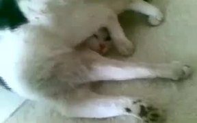 Ultra Passive Cat - Animals - VIDEOTIME.COM
