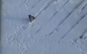 The Sledding Crow - Animals - VIDEOTIME.COM