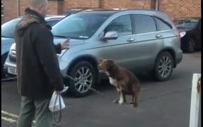 Dog Chain Surfing - Animals - VIDEOTIME.COM