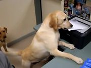 Secretary Dog