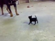 Kitten Vs Rottweiler - Animals - Y8.COM