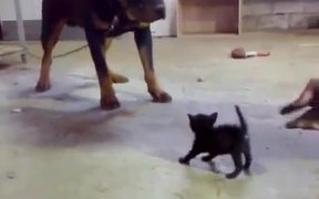 Kitten Vs Rottweiler - Animals - VIDEOTIME.COM