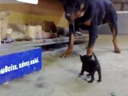 Kitten Vs Rottweiler