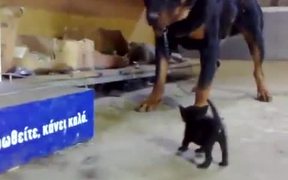 Kitten Vs Rottweiler - Animals - VIDEOTIME.COM