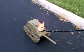 Tank Dog - Animals - VIDEOTIME.COM